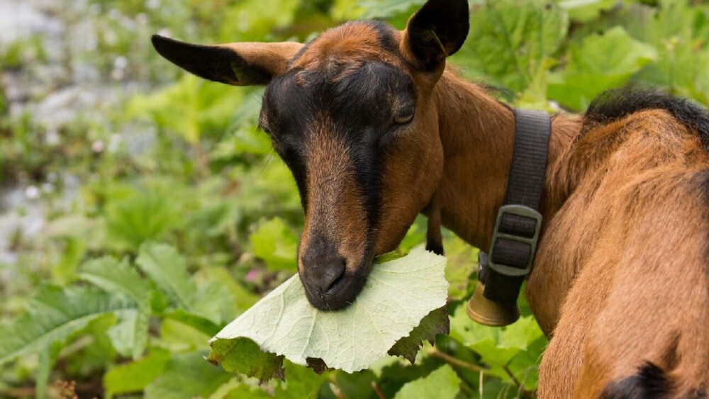 Goats bloat when they eat rich plants that upset their rumen (1)