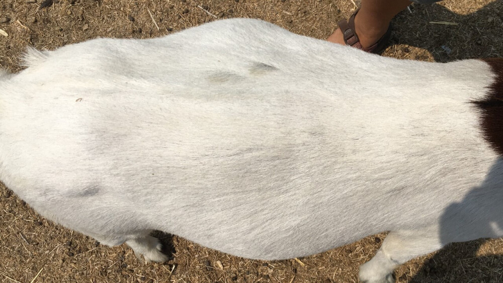 Goats' stomachs puff out similar to bloat (1)
