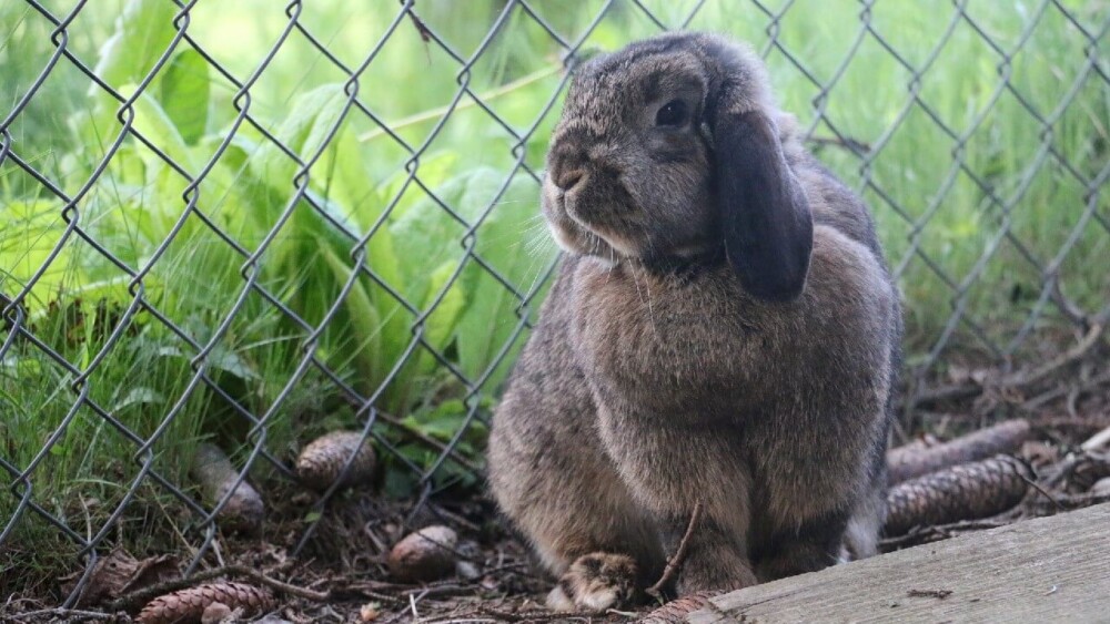 Green fur syndrome can cause hair loss (1)