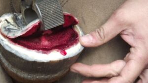 Horse hoof degloved (1) (1)