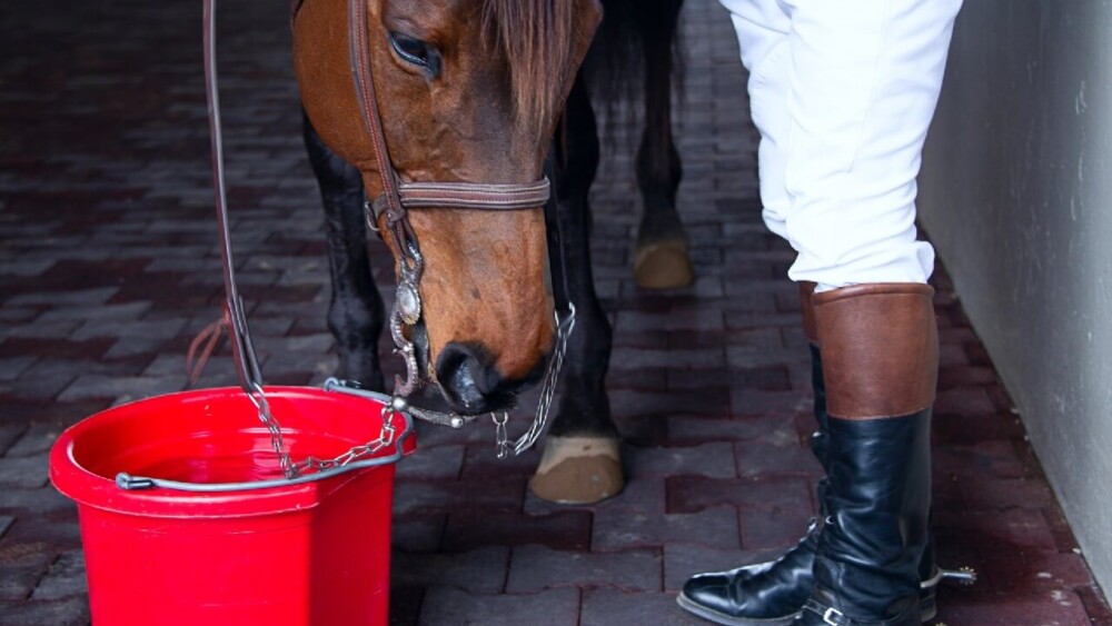 Horse hydration Guide (1)