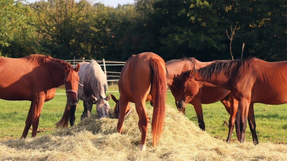 Horses often resource guard instead of actual jealousy (1)