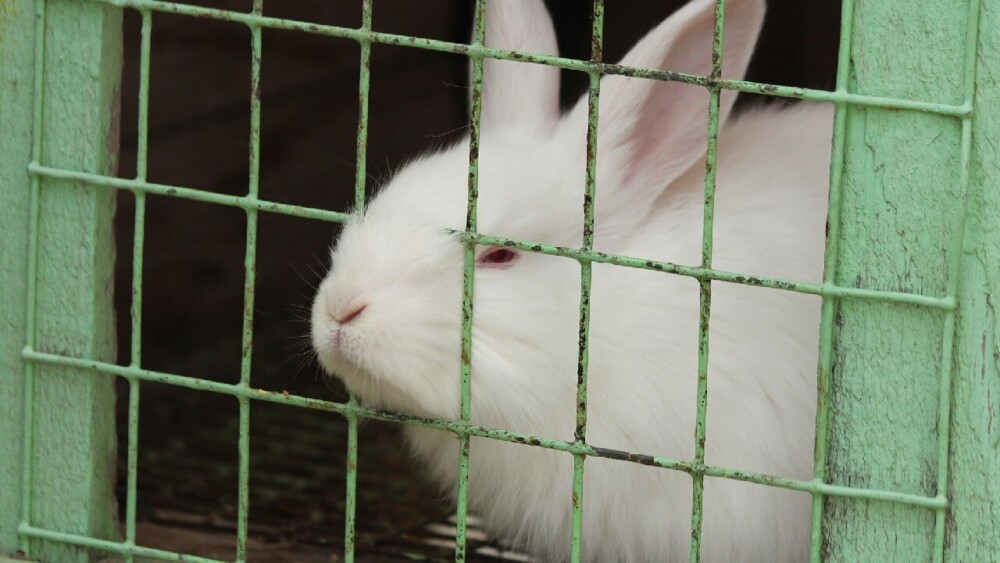 Isolate infected rabbits to avoid contagion (1)