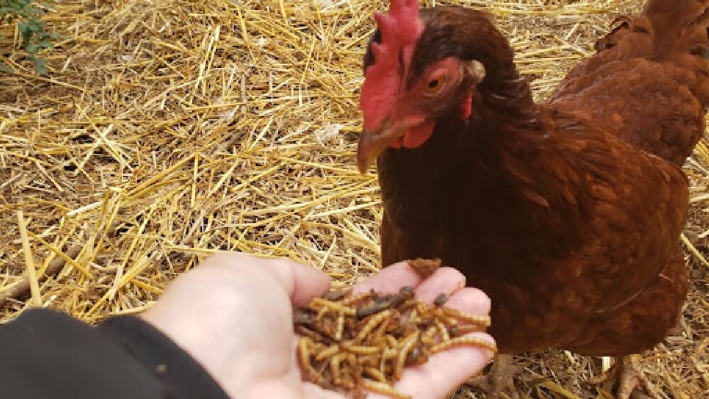 Mealworms make a great protein snack for molting chickens (1)