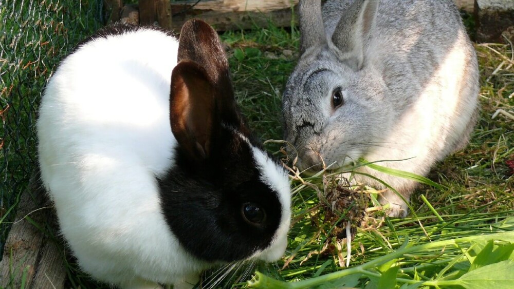 Mites cause hair loss and spread easily between rabbits (1)