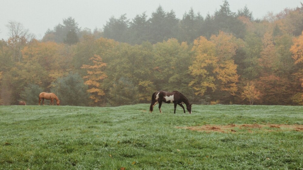 Most horses stay outside in the rain (1)