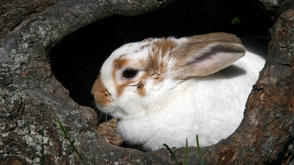 Rabbits like to hide when they are scared (1)