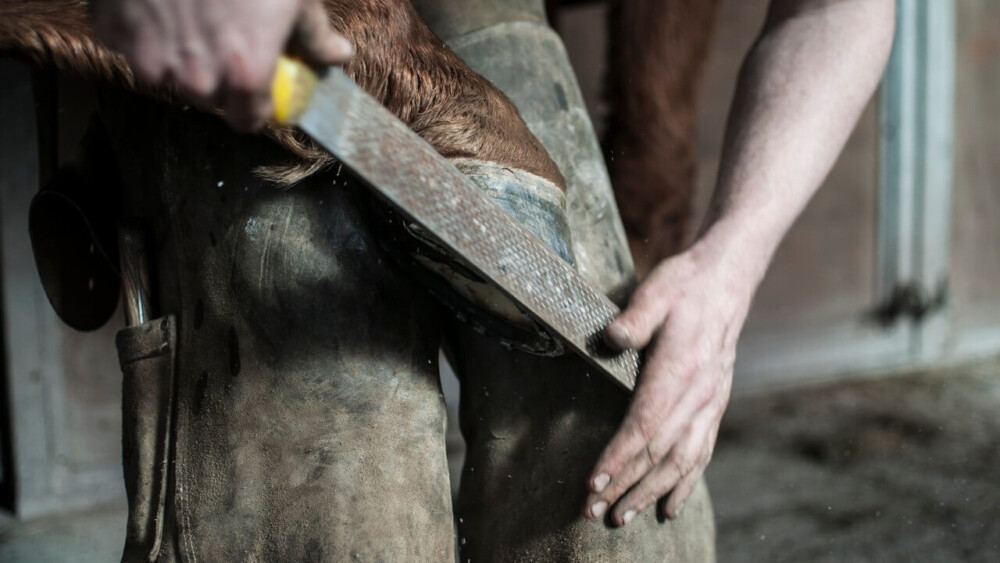 Regular hoof care keeps hooves healthy (1) (1)