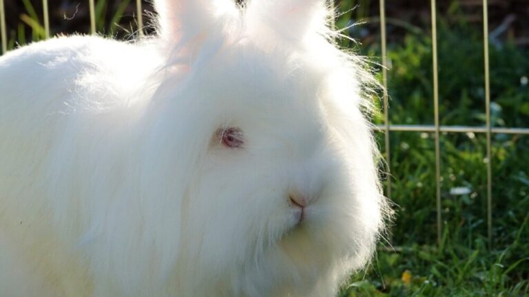 10 Scary Reasons Your Rabbit Has Bald Spots (And What to Do)