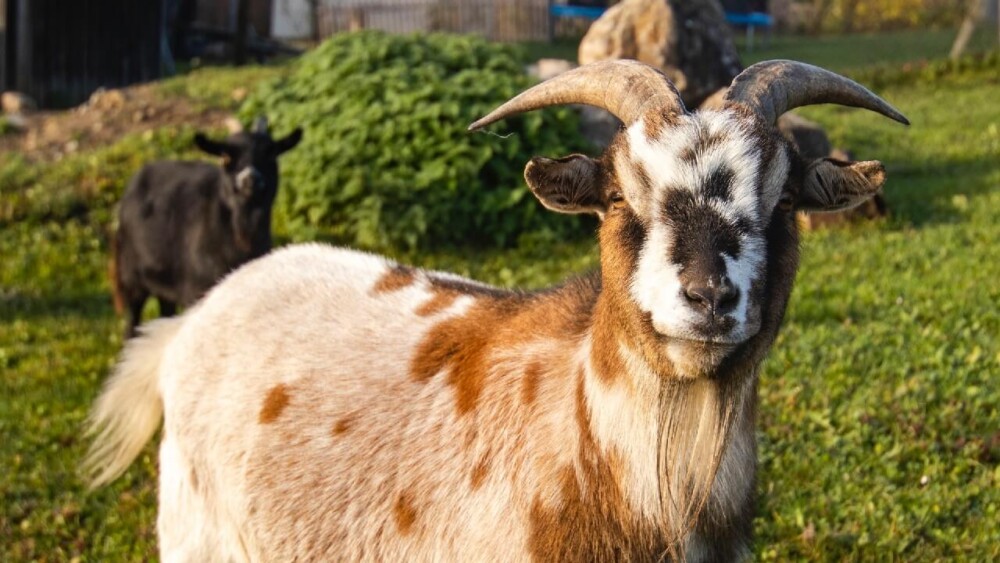 Complete Goat Vaccination Guide: Protect Goats From Illness