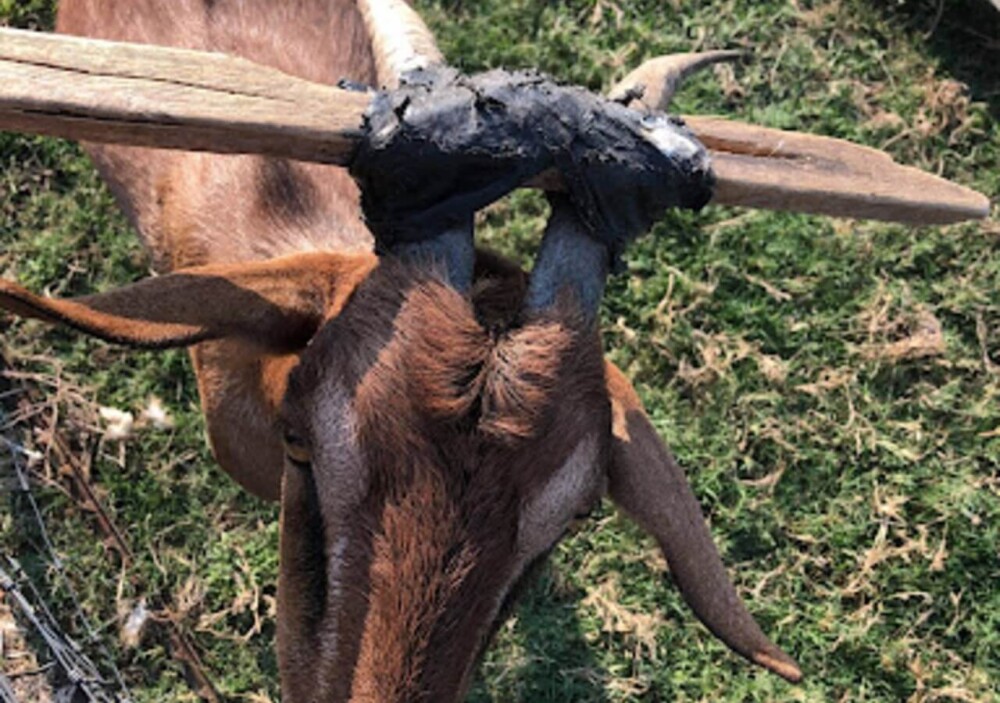 Stop goats from getting stuck in the fence (1)