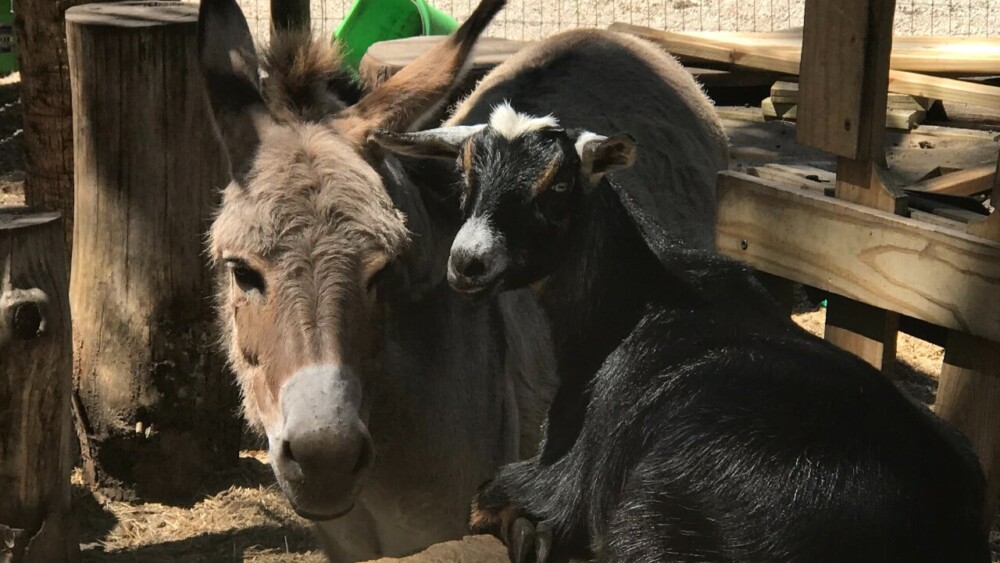 This donkey's ears and eyes show relaxed and content emotions (1)