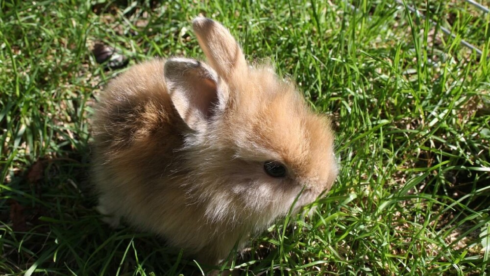 bunnies breathe faster than many animals (1)