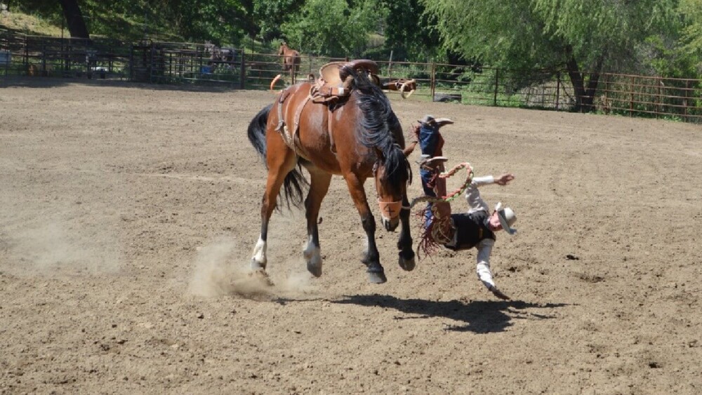 calm wild horse behavior (1)