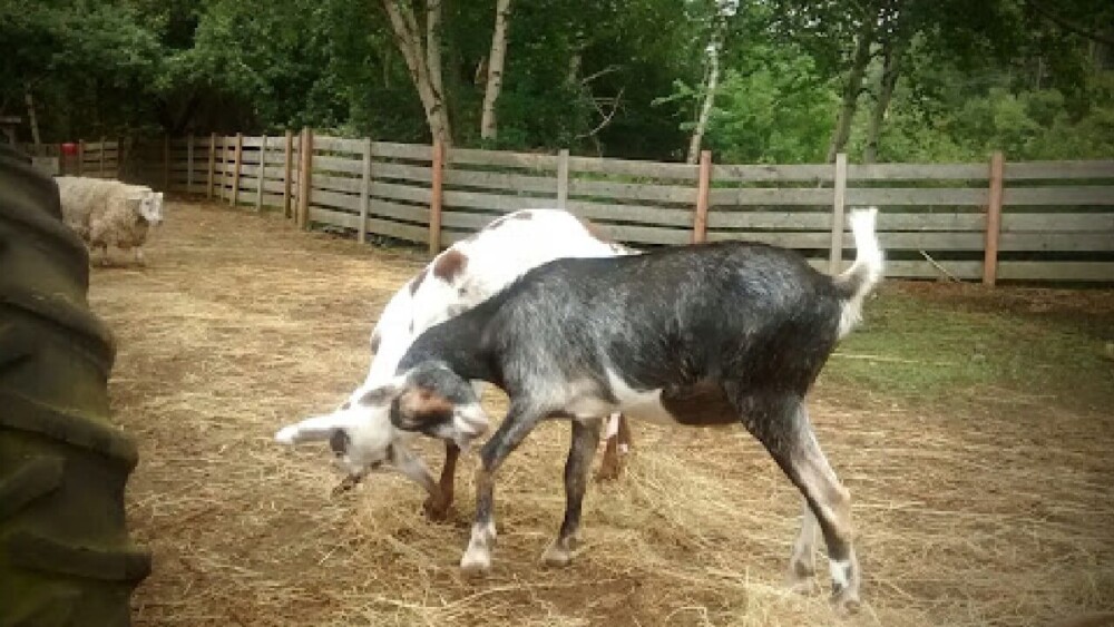 goats headbutt for fun and competition (1)