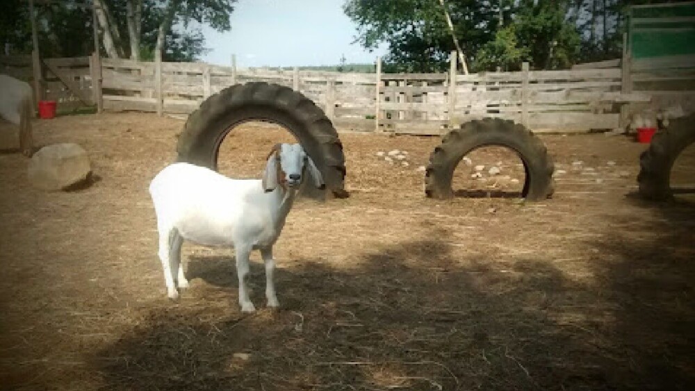 goats naturally headbutt as part of play (1)