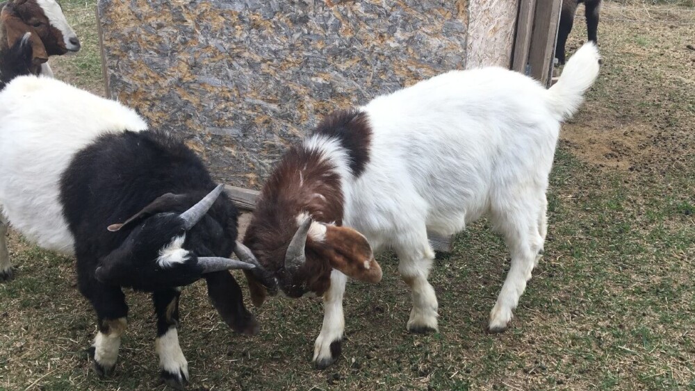 goats start headbutting as kids (1)
