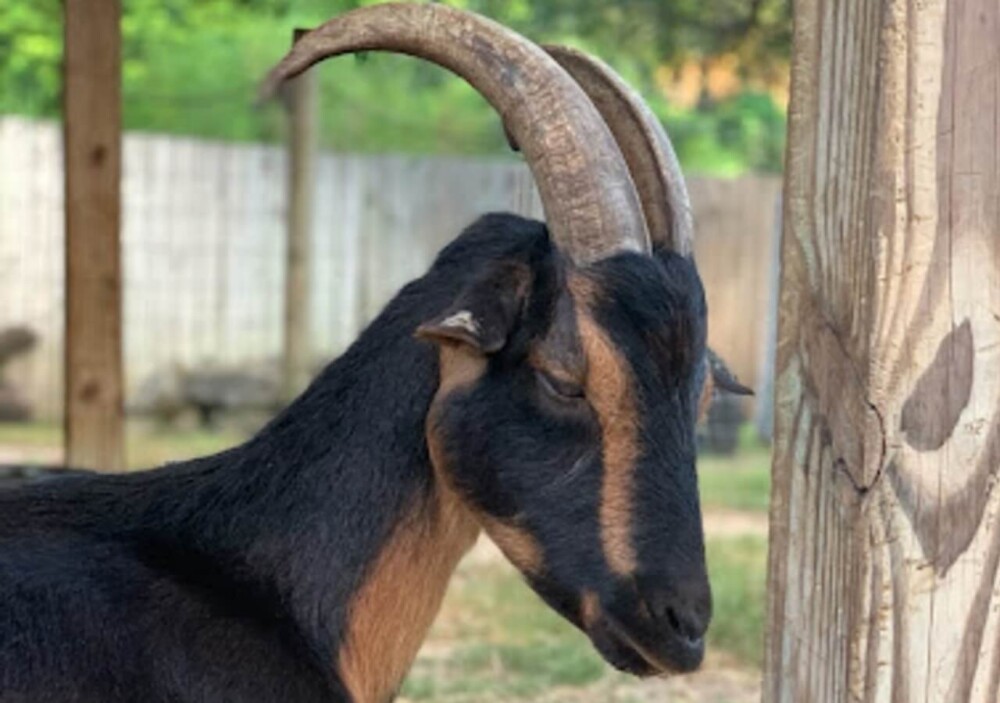 horns are beautiful and functional on goats (1)