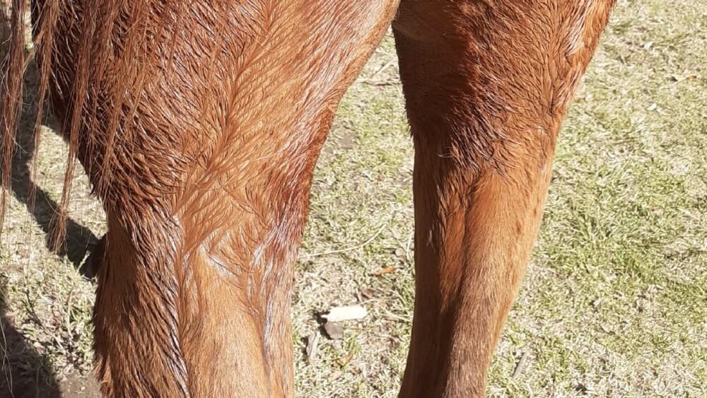 horse lathering after extreme sweating (1)
