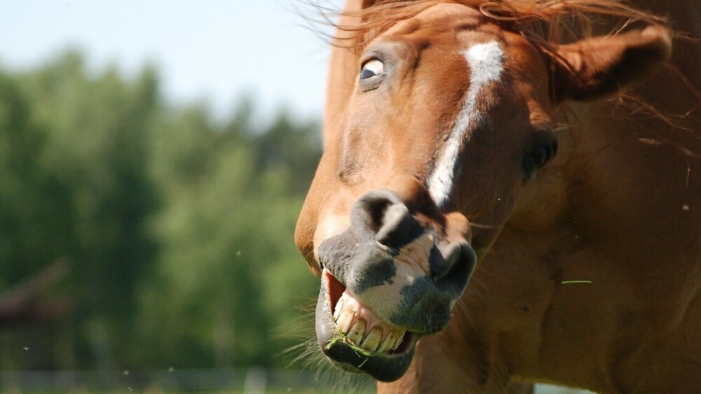 horses display signs of jealousy to many owners (1)