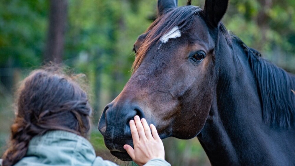 horses signal trust when they willingly touch you with their mouth (1)