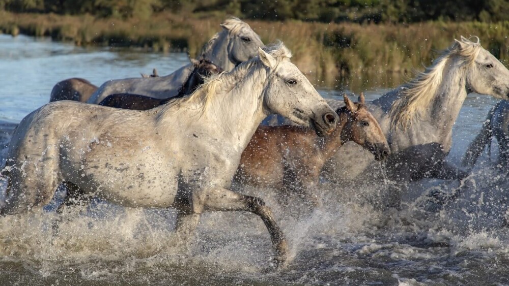 wild horses show signs of jealousy (1)