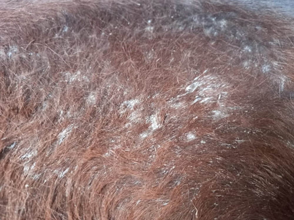 Alopecia results from rain scald (1) (1)