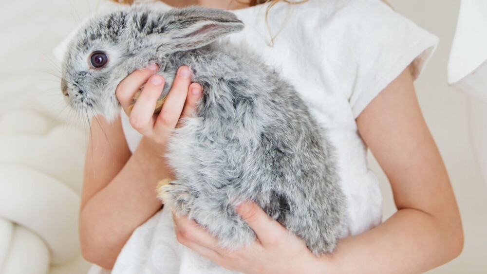 Firmly support rabbits with both hands when holding (1)
