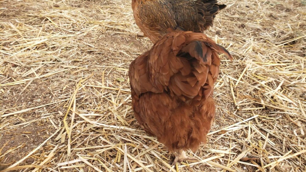 Healthy hens have a fluffy butt (1)