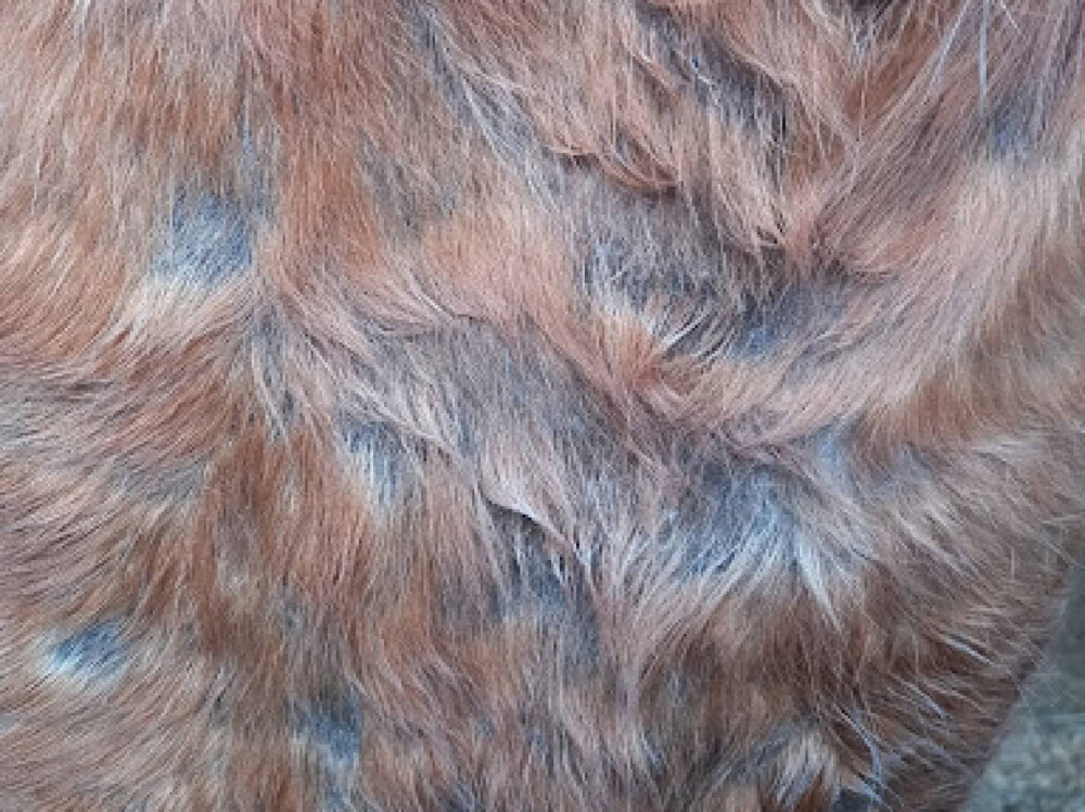 Horses shed hair in patches (1)