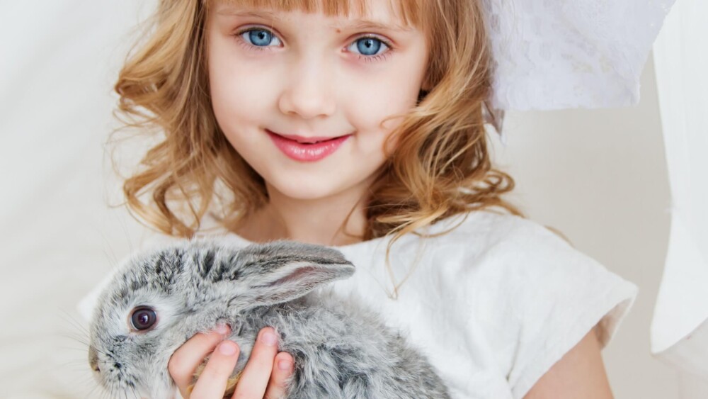 How to Hold a Rabbit Safely to Avoid Injury