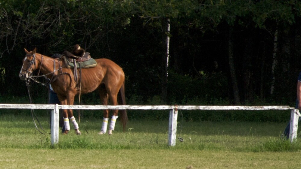 Leg injuries are often critical to horses (1)