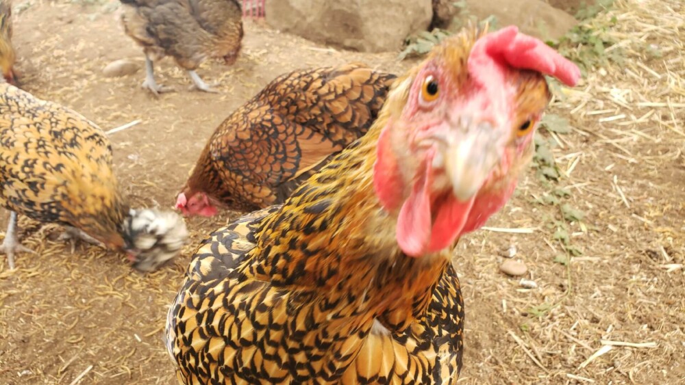 Strange Chicken Behaviors (1)