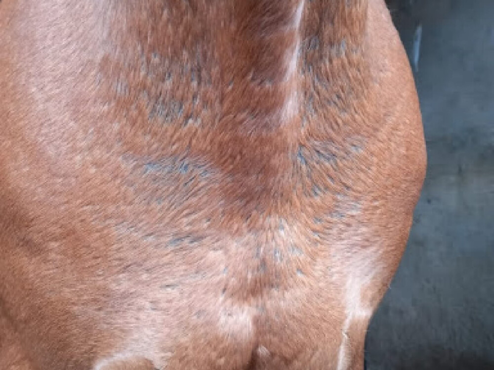 Hair Loss (Alopecia) in Horses – Signs, Causes & Treatment