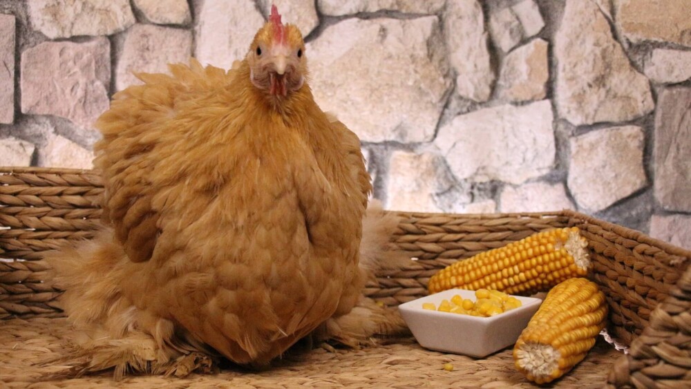 What to do if your chicken is limping (1)