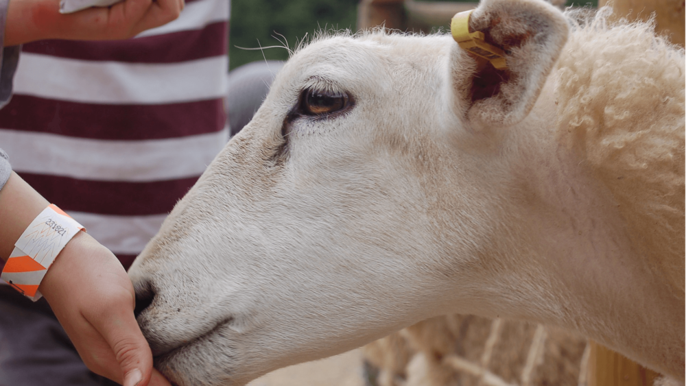 grains make a good treat for sheep (1)