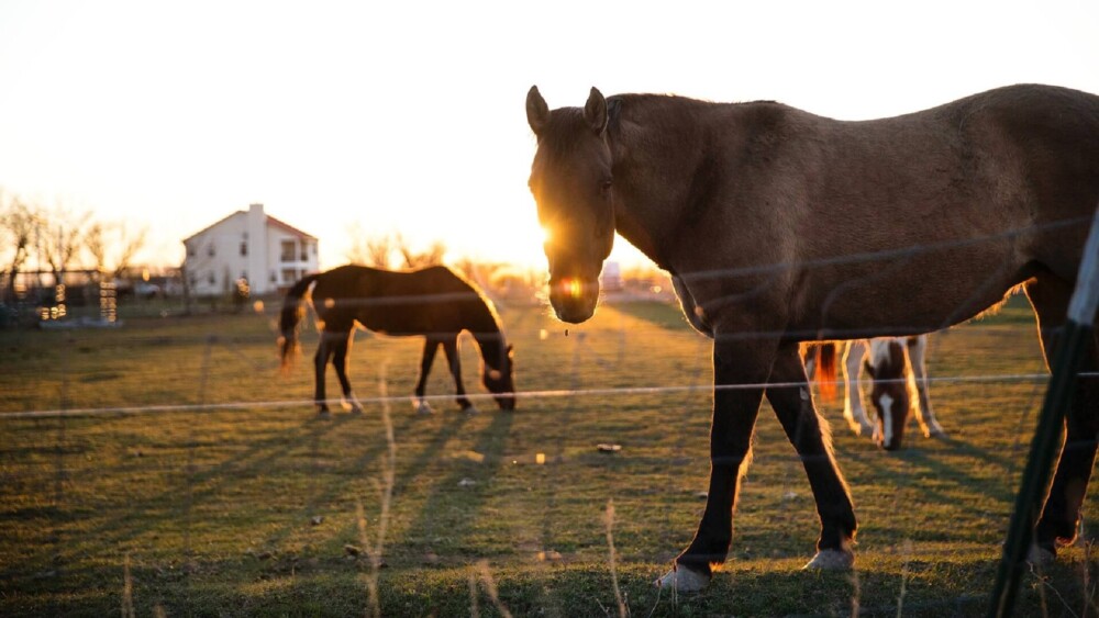 Bulk an underweight horse with muscle (1)