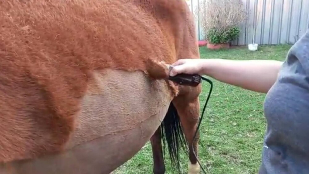 Clipping horses helps alleviate many medical problems (1)