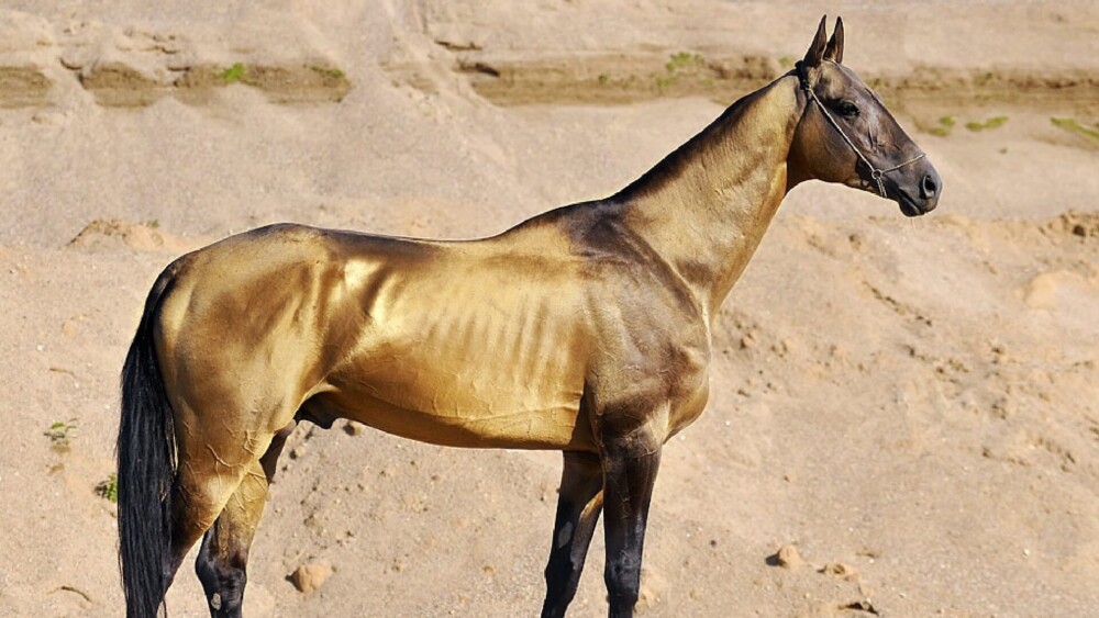 Emaciated Horse Body Scoring System (1) (1)