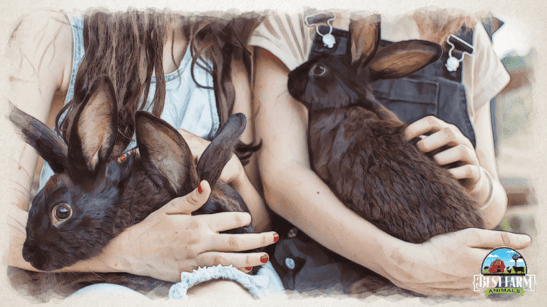 Scruffing A Rabbit How to Hold a Rabbit Safely to Avoid Injury