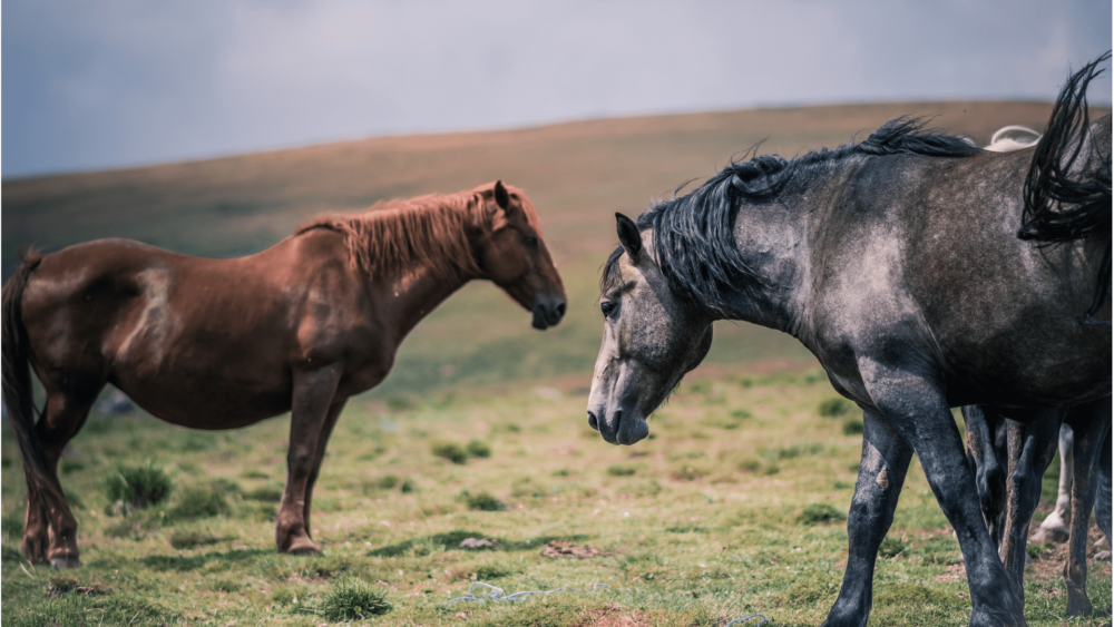 Feed a horse to gain weight without making it hot (1)