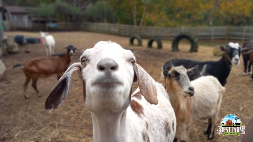 Goats are friendly companions to alpacas (1)