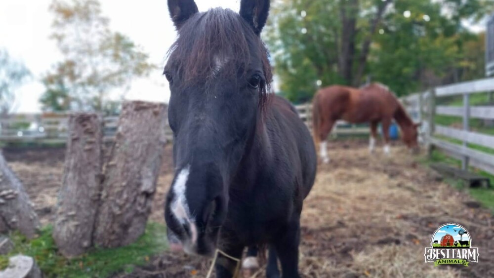 Horses can be loyal alpaca companions, but may also be volatile (1)