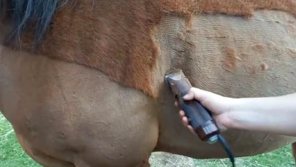 Injuries can cause horse hair to grow in various directions (1)