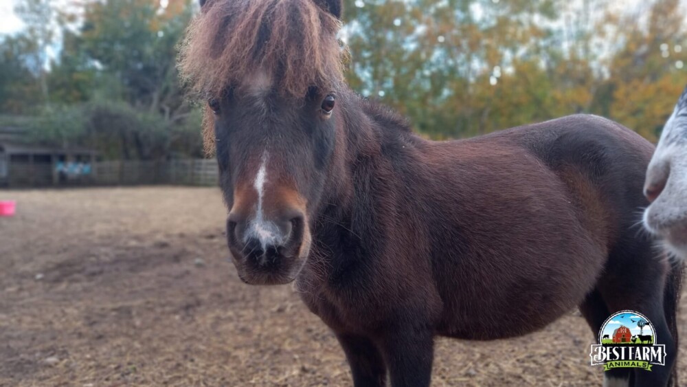 Miniature horses can be great companions if there is a good sized pasture (1)