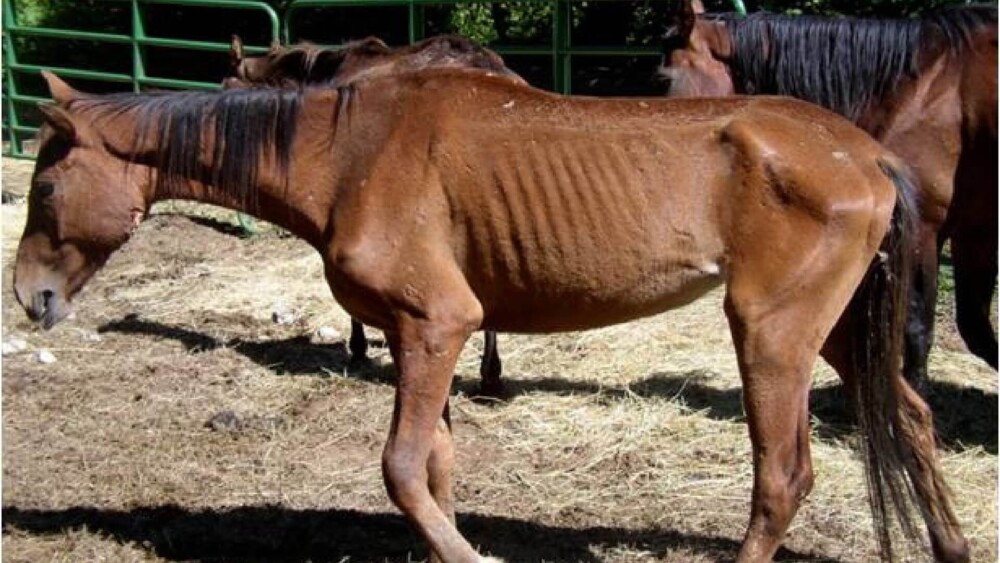 Poor Skinny Horse Body Scoring System (1) (1)