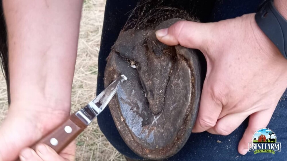 Remove sole and frog growth from hoof (1)