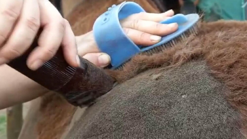 The right tools make clipping horse hair easier (1)