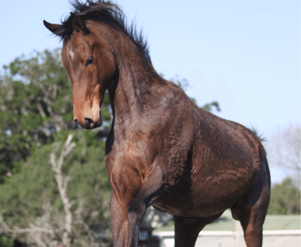 This mare developed liver problems that caused weight loss (1)