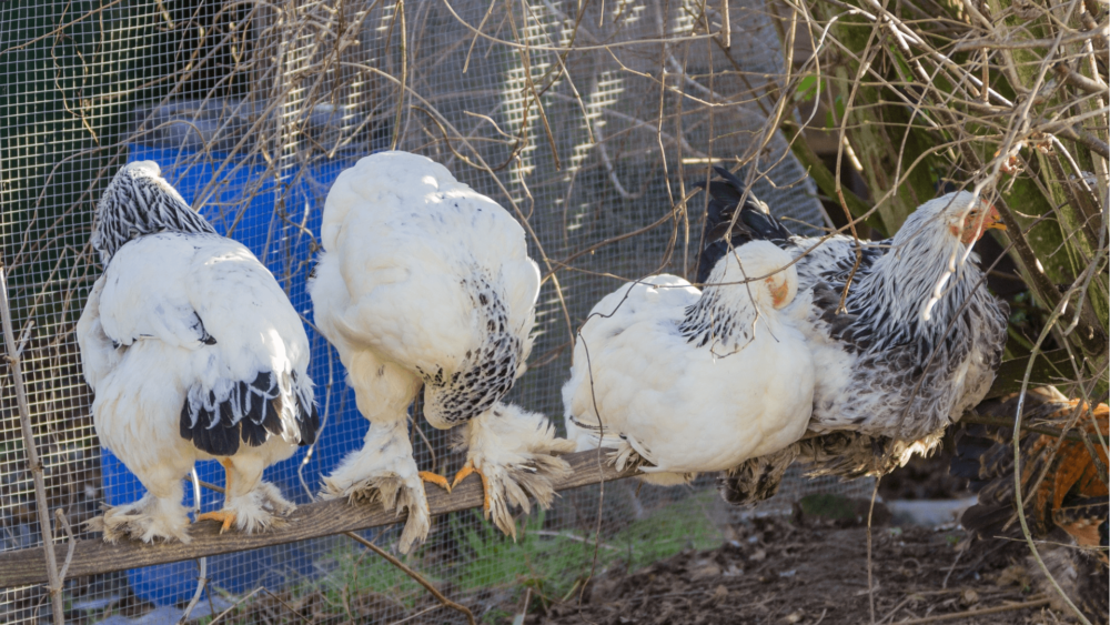 Treat Chicken flocks with Salmonella (1)